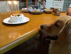 ハッピーの誕生日ケーキ