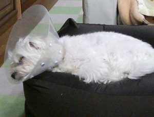 寝るカラー犬シュガー