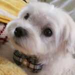 新しいリボンをつけたかわいいマルチーズシュガー