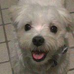お散歩から帰ってきてご機嫌のマルチーズシュガー