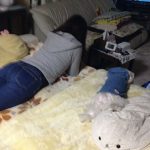 くみことマルチーズシュガー