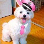 スマホのアプリで遊ばれるポニー