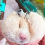 ゴールデンハムスターのキンタロスちゃん