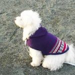 待ての練習をするマルチーズシュガー