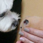 ハム助とマルチーズシュガー