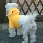 ひよこ服を着ているシュガー