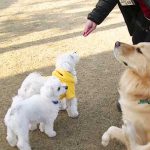 ハッピーとシュガーとポニー