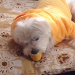 ヒヨコ服を着て黄色いたまごちゃんで遊ぶシュガー