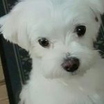 マルチーズのシュガー