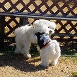 2匹でお相撲をすえうマルチーズシュガーとポニー
