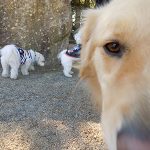 ３わんこドッグラン