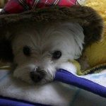 ダウンを着るマルチーズシュガー