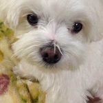 シャンプーしたてのマルチーズシュガー