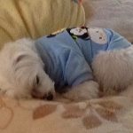 ツムツムのお洋服を着たマルチーズシュガー