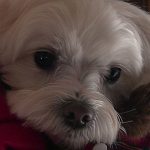 じーじとお揃いのダウンを着てお出掛けするマルチーズシュガー