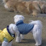 ３わんこドッグラン