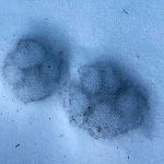 雪の中の足跡
