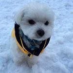 雪の中でお座りするポニー