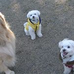 ハッピーとポニーとシュガー