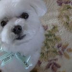 ライオンカットのポニー