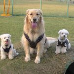 ３わんこお座り