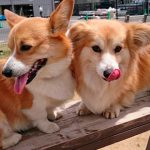 コーギーのはるちゃんとルナちゃん