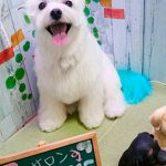 青しっぽのシュガー