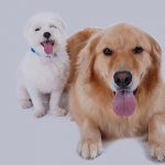 ハッピーとポニーのベストショット