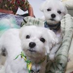 じーじとシュガーとポニー