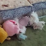 シュガーのお尻にくっついた豚ちゃんとライオンちゃん