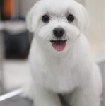 トリミング後のシュガー01