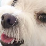 シュガーのアップ02