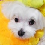 シュガーとライオンちゃん