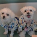 ポニーとシュガーの浴衣姿2