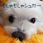 もしゃもしゃシュガー002